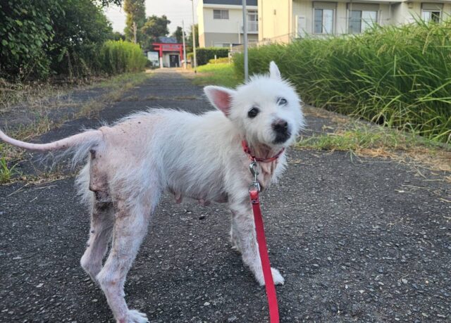 看板犬、さゆりが加わりました。